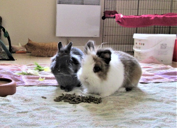 Claude et Peluche